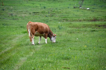 Cow grazing fresh green grass