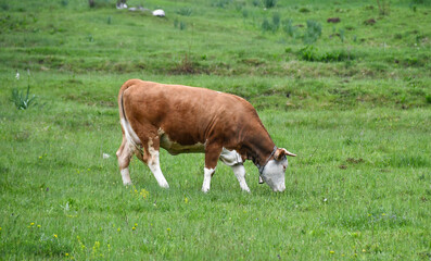 Cow grazing fresh green grass