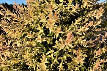 Liście wierzby japońskiej