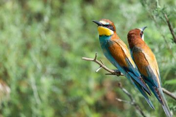 Two European bee-eaters sits on an inclined branch on a blurred green background in bright sunlight. One bird hold a bee in its beak