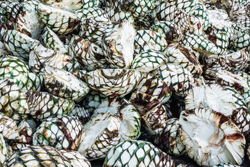 Blue Agave  tequila plant in Mexico