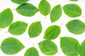 Fototapeta na wymiar plant leaves on white background. Top view, Flat lay.