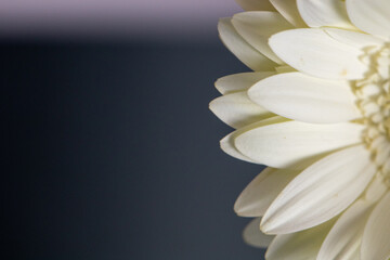 white petals background 