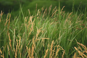 Wheat and grass