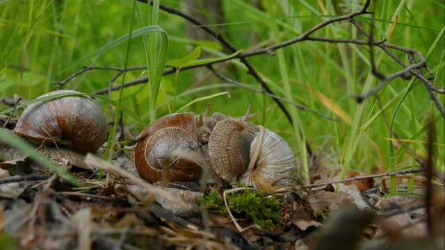 Couple two big brown snails on the moss on the background of green grass, a pair of snails, wildlife, beautiful nature. 