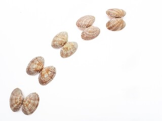 Sea washed vongole shells on a white background.