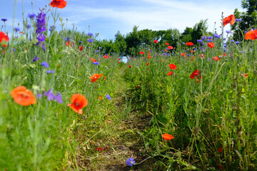 Field of flowers