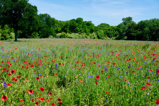 Field of poppies and sky in Plano Texas