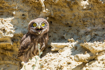 Little owl or Athene noctua perched on ground