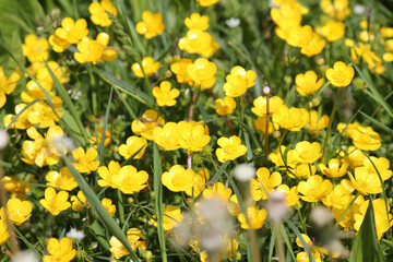 Yellow buttercup (Ranunculus acris) flowers in meadow among green grass