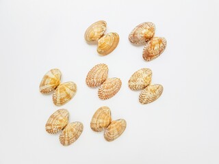 Sea washed vongole shells on a white background.