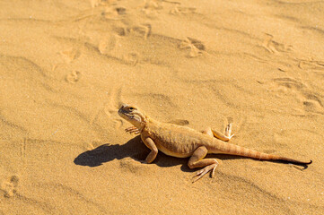 Spotted toad-headed Agama on sand