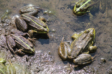 Adult Marsh frogs or Pelophylax ridibundus (syn. Rana ridibunda). June, Belarus