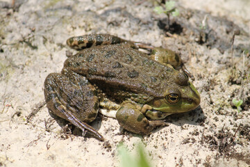 Adult Marsh frog or Pelophylax ridibundus (syn. Rana ridibunda). June, Belarus