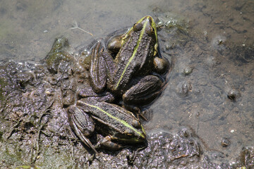 Adult Marsh frogs or Pelophylax ridibundus (syn. Rana ridibunda). June, Belarus