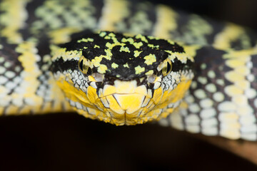 Tropidolaemus wagleri Female looking straight into the camera. a closeup of the dangerous snake. 