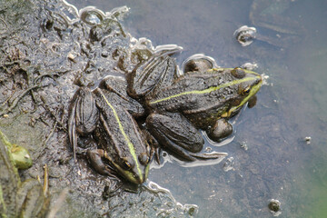 Adult Marsh frogs or Pelophylax ridibundus (syn. Rana ridibunda). June, Belarus