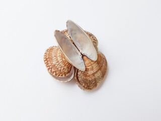 Sea washed vongole shells on a white background.