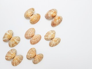 Sea washed vongole shells on a white background.