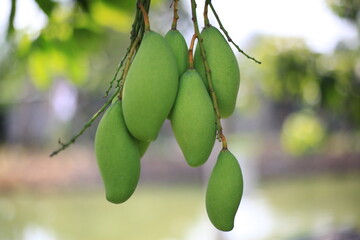 close up of a Mango fruit