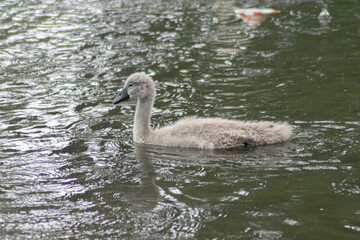 swan on the lake