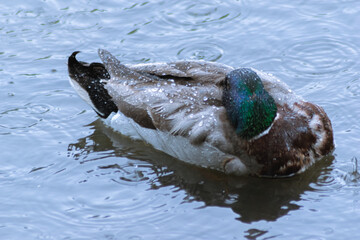 Fototapeta premium mallard duck swimming in the water