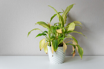 Wilting home flower Spathiphyllum in white pot against a light wall. Home green plant. Concept of...