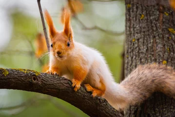 Schilderijen op glas Een wilde eekhoorn gevangen in een koude zonnige herfstdag, grappige schattige eekhoorn zit aan de boom in het herfstpark. Kleurrijke natuur, herfstseizoenconcept © rostovdriver