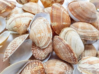 Sea washed vongole shells on a white background.