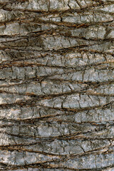 Background with a texture of a trunk of a palm tree close up