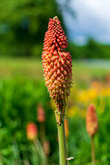 red flower in the garden