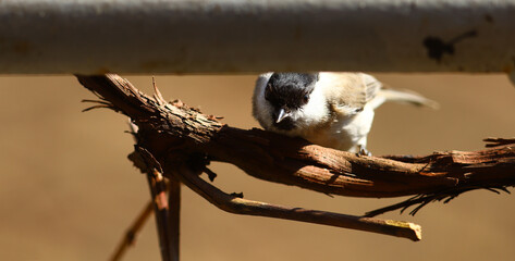 Coal tit hid in an ambush, behind a trumpet,   on a blurry brown background ..