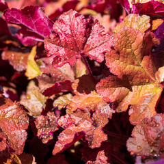 autumn leaves background