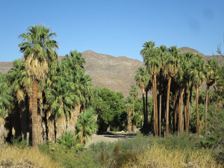 Andreas canyon near Palm Springs, California, USA (August 31.2019)