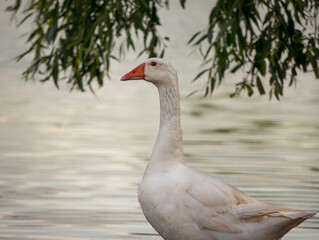 Close up with a Goose bird. Portrait of a white goose at sunset.