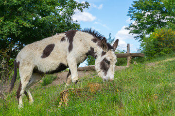 Dotted cow-like donkey in the greens