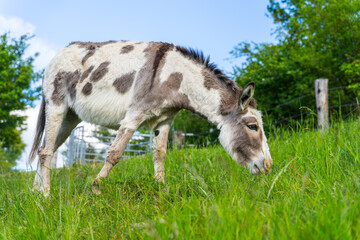 Dotted cow-like donkey in the greens