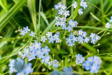 Light blue and gentle forget-me-not flowers close up photo top down. 