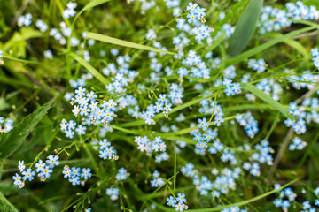 Light blue and gentle forget-me-not flowers close up photo top down. 