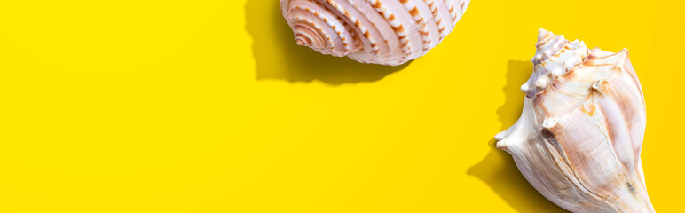 Summer concept with seashells overhead view - flat lay