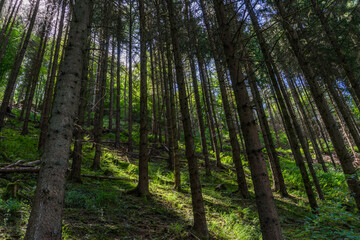 Fototapeta na wymiar Pine forest in Germany 