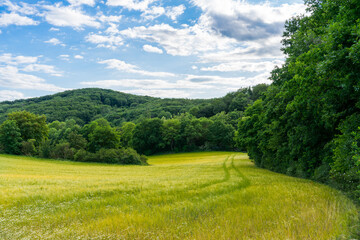 Rural green field landscape with camomile lines and yellow field with blue sky and light white clouds. Windows XP like wallpapers in Germany , Moselle river valley 