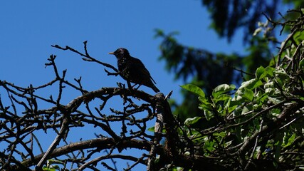 Ptak, Kos na gałęzi © Sławek