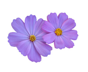 Cosmos flower isolated on white background with clipping path.
