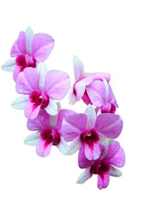 Fototapeta na wymiar Close up orchid flower isolated on white background with clipping path.