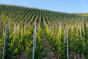 Blue sky over the vast green vineyards of Moselle river valley in Germany in Bernkastel-Kues located on a hill.