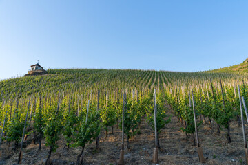 Blue sky over the vast green vineyards of Moselle river valley in Germany in Bernkastel-Kues located on a hill.