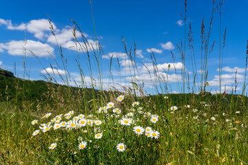 Wild camomile meadow close up in Monschau , Germany