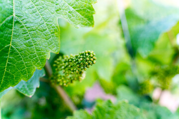 Young immature and green bunch of grapes in vineyards in Germany 