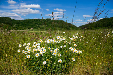 Wild camomile meadow close up in Monschau , Germany